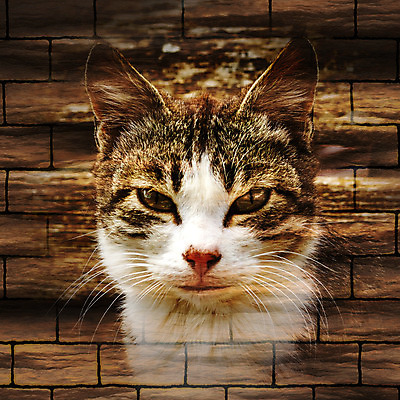 포토 JPG 해외이미지 동물 응시 얼굴 벽 백그라운드 벽지 수염 털 미술 사람없음 반려동물 갈색 귀여움 고양이 줄무늬 흰색 관찰 닫기 달콤 모피 콧수염 그림 귀 얼룩무늬 솜털 생강 해외202004 해외포토 시선 컬러 컨셉 무늬 채소 포유류 모션 문화예술 신체부위 맛 파일형식 이미지허브