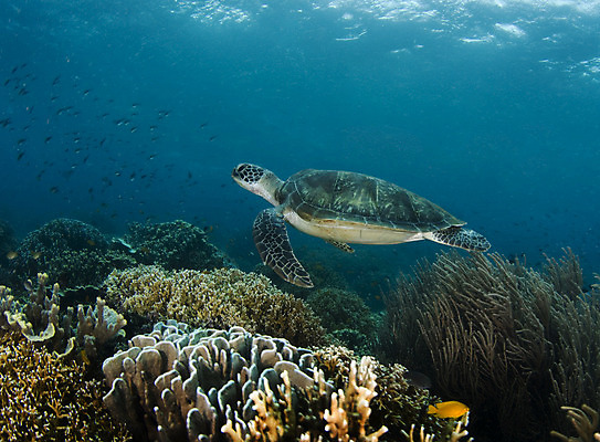 포토 JPG 해외이미지 동물 한마리 물결 야생동물 바다 파충류 자연 사람없음 물 수중 수영 수면 산호 거북이 소금 태평양 암초 소금물 해외202004 해외포토 자연요소 1 수상스포츠 자포동물 생태계 파일형식 이미지허브