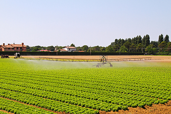 포토 JPG 해외이미지 선 밭 농업 채소 사람없음 초록색 물 농작물 농장 정원 흙 샐러드 시골 상추 땅 유기농 날것 시스템 스프링쿨러 세련 해외202004 해외포토 자연요소 웰빙 산업 음식 컬러 파일형식 이미지허브