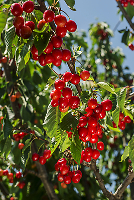 포토 JPG 해외이미지 나무 식물 잎 농업 과일 자연 사람없음 아웃포커스 가로 빨간색 초록색 여름 빛 농작물 성장 나뭇가지 원형 체리 캘리포니아 숙성 세련 해외202004 해외포토 도형 계절 산업 컬러 촬영기법 미국 생태계 파일형식 이미지허브