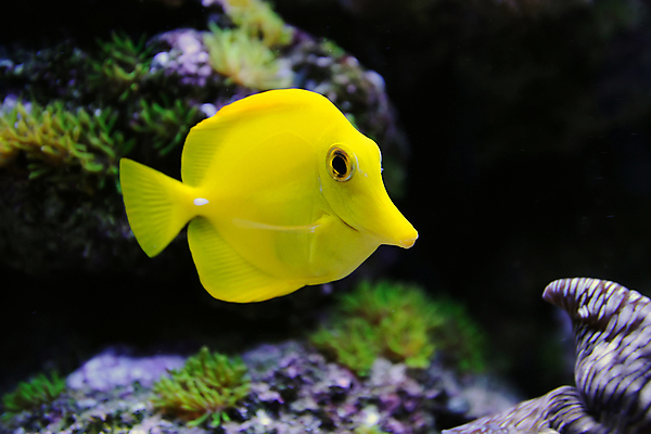 포토 JPG 해외이미지 동물 야생동물 바다 섬 여행 백그라운드 학교 자연 휴가 바닥 이집트 어류 풍경 사람없음 빨간색 물 파란색 컬러풀 노란색 환경 바닷속 수중 수영 스노클링 산호 아래 다이빙 암초 수족관 내추럴 깊이 소금물 이국적 해외202004 해외포토 자연요소 교육 컬러 아프리카 수중동물 수상스포츠 자포동물 방향 생태계 위치 수중스포츠 파일형식 이미지허브