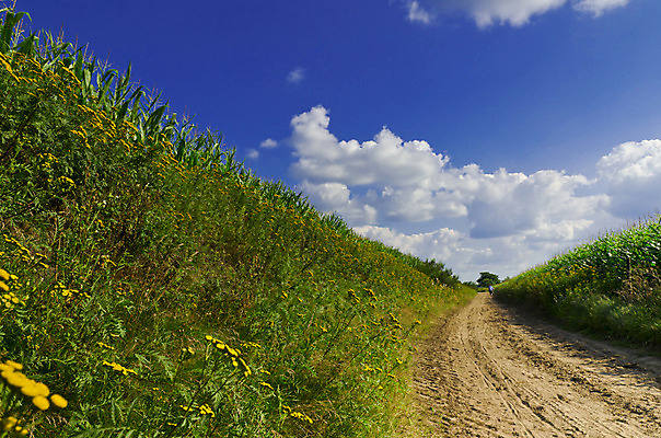포토 JPG 해외이미지 식물 계절 유럽 음식 백그라운드 잎 밭 농업 채소 과일 자연 하늘 뿔 건강 파노라마 옥수수 사람없음 야외 빨간색 초록색 여름 파란색 빛 농작물 태양 농장 봄 수확 가을 시골 신선 황금 달콤 저녁 낟알 시리얼 날것 밭일 많음 해외202004 해외포토 자연요소 나라 산업 컬러 컨셉 곡류 촬영기법 맛 야간 생태계 파일형식 이미지허브