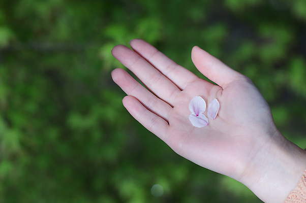 포토 JPG 해외이미지 식물 손 꽃 분홍색 꽃무늬 자연 사람없음 일본 벚꽃 해외202004 해외포토 아시아 컬러 무늬 신체부위 생태계 파일형식 이미지허브