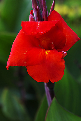 포토 JPG 해외이미지 식물 꽃잎 꽃 백그라운드 잎 꽃무늬 자연 사람없음 야외 장식 빨간색 여름 컬러풀 새싹 정원 벚꽃 내추럴 블러 해외202004 해외포토 계절 컬러 무늬 생태계 파일형식 이미지허브