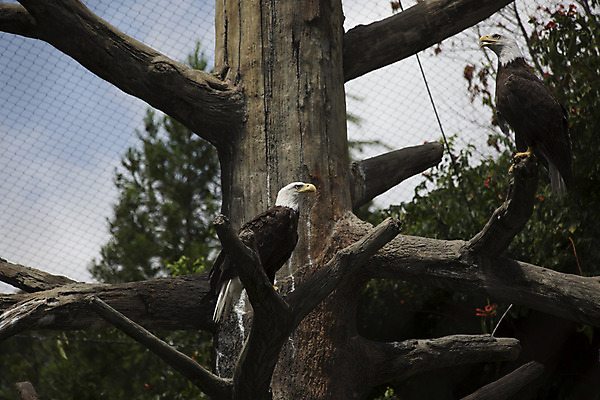 포토 JPG 해외이미지 동물 척추동물 응시 얼굴 야생동물 바다 캐나다 날개 자연 조류 멕시코 종류 사람없음 야외 갈색 검은색 미국 힘 자유 흰색 큼 먹이 심볼 깃털 사냥 부리 독수리 육식동물 대머리 사냥꾼 멸종 철새 알래스카 애국심 계산서 웅장함 전국 포식 해외202004 해외포토 직업 헤어스타일 시선 컬러 컨셉 북아메리카 신체부위 크기 생태계 파일형식 이미지허브
