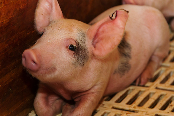 포토 JPG 해외이미지 한마리 실내 근접촬영 사람없음 가축 축산업 축사 아기돼지 양돈장 해외202004 해외포토 동물 1 건축물 산업 새끼 뷰포인트 내부 돼지 파일형식 이미지허브