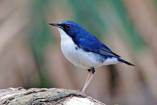 포토 JPG 해외이미지 나무 동물 여자 남자 아시아 얼굴 야생동물 백그라운드 날개 자연 조류 사람없음 야외 목재 가로 초록색 파란색 컬러풀 머리 환경 나뭇가지 막대기 닫기 숲 깃털 꼬리 부리 서식지 생태학 시베리아 이국적 해외202004 해외포토 식물 교육 나라 컬러 재료 모션 사람 신체부위 생태계 파일형식 이미지허브