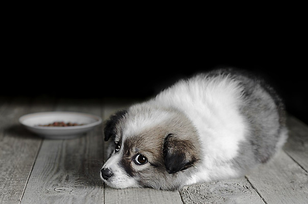 포토 JPG 해외이미지 동물 새끼 음식 백그라운드 포유류 피곤 사람없음 눕기 어둠 흰색 시골 사발 개 강아지 작음 싱글 부드러움 옛날 해외202004 해외포토 컬러 컨셉 모션 반려동물 감각 사기그릇 크기 파일형식 이미지허브