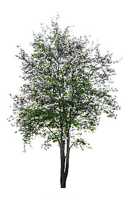 포토 JPG 해외이미지 나무 식물 꽃잎 꽃 백그라운드 잎 자연 사람없음 목재 초록색 파란색 환경 보라색 봄 성장 벚꽃 흰색 나뭇가지 개화 제비꽃 에코 나무껍질 고립 생태학 해외202004 해외포토 계절 교육 컬러 재료 껍질 생태계 파일형식 이미지허브