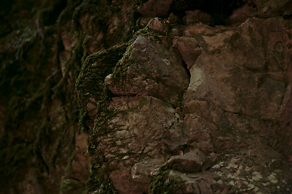 포토 JPG 해외이미지 나무 백그라운드 잎 밭 자연 산 이끼 사람없음 초록색 갈색 습기 젖음 촉촉함 안개 나뭇가지 소나무 숲 통나무 암초 해외202004 해외포토 식물 컬러 농업 날씨 생태계 파일형식 이미지허브