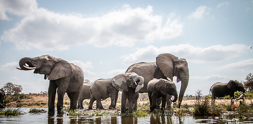 포토 JPG 해외이미지 동물 공원 야생동물 여행 백그라운드 포유류 아프리카 자연 코끼리 국립공원 사람없음 야외 여행객 환경 힘 황무지 보호 큼 사파리 상아 멸종 남쪽 해외202004 해외포토 공공시설 나라 컨셉 사람 크기 방향 생태계 파일형식 이미지허브