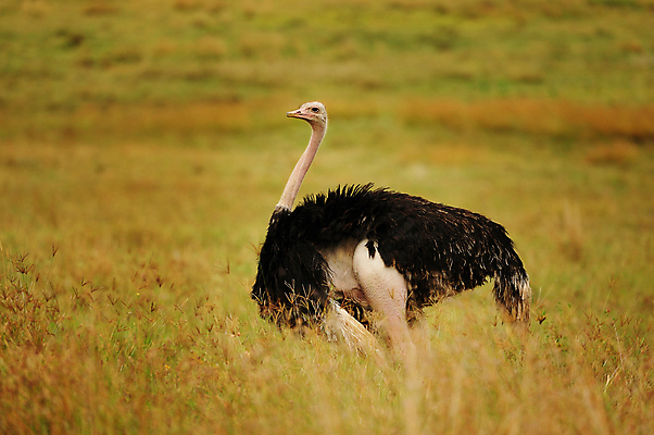 포토 JPG 해외이미지 동물 응시 꽃 야생동물 분홍색 날개 노래 아프리카 자연 조류 국립공원 사람없음 야외 초록색 파란색 빛 컬러풀 한개 노란색 보라색 나뭇가지 관찰 황무지 작음 수분 깃털 독수리 열대기후 우간다 탄자니아 해외202004 해외포토 나무 식물 1 시선 공원 나라 음악 컬러 모션 크기 생태계 파일형식 이미지허브