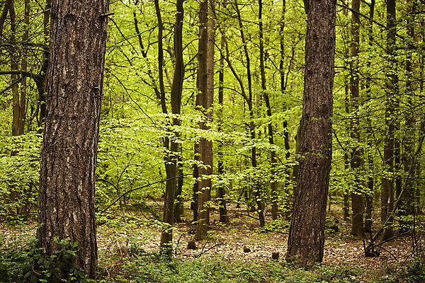 포토 JPG 해외이미지 나무 식물 계절 공원 길 잎 자국 자연 벽지 아침 새로움 그림자 풍경 사람없음 초록색 빛 햇빛 갈색 노란색 평화 환경 맑음 봄 광선 신선 숲 신비 오솔길 마법 내추럴 땅바닥 루트 삼림지대 해외202004 해외포토 주간 공공시설 컬러 컨셉 날씨 바닥 태양 생태계 파일형식 이미지허브
