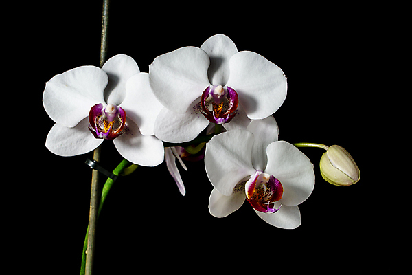 포토 JPG 해외이미지 식물 디자인 기념일 꽃잎 꽃 줄기 분홍색 꽃다발 결혼 백그라운드 꽃무늬 패턴 밭 자연 추상 선물 사람없음 장식 초록색 여름 노란색 우주 정원 봄 벚꽃 흰색 나뭇가지 신선 개화 난초 우아함 순수 묘사 원예 내추럴 고립 돌봄 해외202004 해외포토 나무 계절 컬러 컨셉 무늬 농업 모션 이벤트 취미 생태계 파일형식 이미지허브