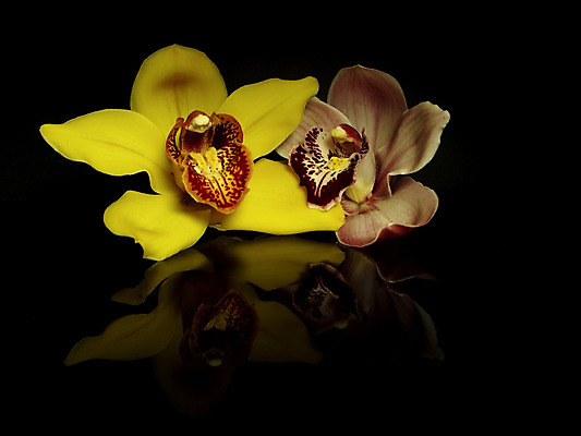 포토 JPG 해외이미지 꽃 2 사람없음 노란색 정원 검은색 난초 해외202004 해외포토 식물 컬러 파일형식 이미지허브