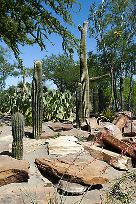 포토 JPG 해외이미지 식물 공원 꽃 모래 여행 자연 하늘 산 멕시코 선인장 건조 풍경 사람없음 야외 초록색 여름 파란색 골짜기 계곡 미국 사막 성장 못 가시 유령 언덕 생태계 애리조나 내추럴 서쪽 콜로라도 해외202004 해외포토 계절 공공시설 컬러 북아메리카 공구 방향 파일형식 이미지허브