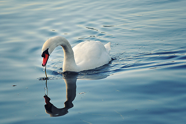 포토 JPG 해외이미지 주간 한마리 호수 사람없음 야외 백조 해외202004 해외포토 자연요소 1 조류 파일형식 이미지허브