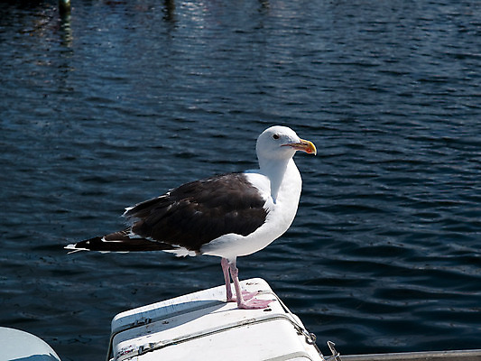 포토 JPG 해외이미지 동물 야생동물 바다 백그라운드 날개 자연 갈매기 조류 하늘 바람 사람없음 야외 가로 물 환경 검은색 펼침 자유 흰색 깃털 부리 무료 해외202004 해외포토 자연요소 컬러 컨셉 모션 날씨 생태계 파일형식 이미지허브