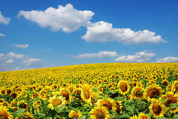 포토 JPG 해외이미지 식물 꽃 자연 하늘 해바라기 풍경 사람없음 야외 초록색 농장 노란색 맑음 활발 성장 시골 장면 흐림 해외202004 해외포토 컬러 컨셉 농업 날씨 생태계 파일형식 이미지허브