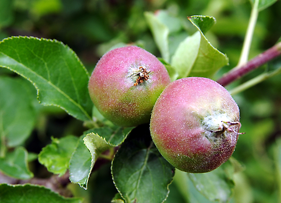 포토 JPG 해외이미지 식물 과일 사람없음 초록색 농장 수확 신선 사과 작음 해외202004 해외포토 컬러 농업 크기 파일형식 이미지허브