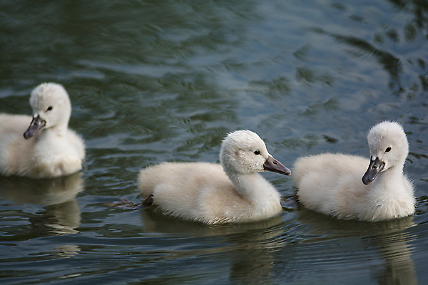 포토 JPG 해외이미지 주간 호수 새끼 세마리 사람없음 야외 백조 해외202004 해외포토 자연요소 동물 조류 3 파일형식 이미지허브