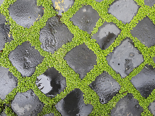 포토 JPG 해외이미지 식물 백그라운드 자연 벽돌 사람없음 초록색 정원 회색 젖음 묘사 원예 해외202004 해외포토 컬러 취미 생태계 파일형식 이미지허브