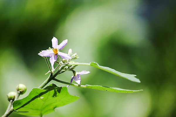 포토 JPG 해외이미지 음식 백그라운드 농업 채소 자연 가지 건강 사람없음 초록색 컬러풀 쌓기 보라색 신선 그룹 시장 제비꽃 유기농 날것 내추럴 숙성 채식주의자 많음 해외202004 해외포토 웰빙 꽃 산업 컬러 컨셉 모션 생태계 채식 파일형식 이미지허브