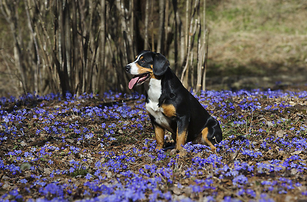 포토 JPG 해외이미지 나무 동물 꽃 친절 털 사람없음 야외 목재 여름 반려동물 봄 산책 양치기 개 숲 호기심 귀 송곳니 기르기 해외202004 해외포토 식물 직업 계절 감정 컨셉 재료 포유류 휴식 신체부위 치아 돌봄 파일형식 이미지허브