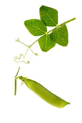 포토 JPG 해외이미지 식물 음식 다이어트 채소 재료 부분 건강 식이요법 취미 사람없음 초록색 정원 봄 흰색 신선 묘사 원예 완두콩 5 고립 꼬투리 해외202004 해외포토 계절 컬러 콩 숫자 파일형식 이미지허브