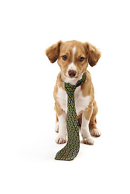 포토 JPG 해외이미지 스튜디오촬영 동물 한마리 응시 컨셉 비즈니스 포유류 넥타이 실내 사람없음 세로 반려동물 갈색 가축 흰색 유머 개 시원함 흰배경 심플 개성 고립 신앙심 지능 천진난만 카피스페이스 해외202004 해외포토 1 시선 잡화 감정 컬러 백그라운드 내부 공백 파일형식 이미지허브