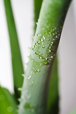 포토 JPG 해외이미지 벽지 불 사람없음 어플리케이션 시원함 피부관리 흰배경 알로에 예방주사 카피스페이스 알로에베라 해외202004 해외포토 자연요소 식물 백그라운드 주사기 뷰티 공백 흰색 예방 파일형식 이미지허브