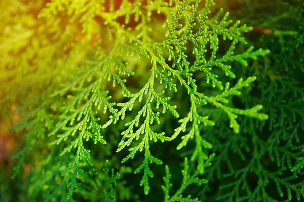 포토 JPG 해외이미지 나무 식물 계절 공원 줄기 백그라운드 잎 크리스마스 부분 자연 추상 휴가 새로움 함께함 사람없음 야외 목재 초록색 여름 울타리 햇빛 정원 봄 활발 나뭇가지 신선 소나무 닫기 유기농 질감 상록수 침엽수 전나무 삼림지대 정중 향나무 해외202004 해외포토 웰빙 공공시설 기념일 컬러 컨셉 무늬 재료 모션 담장 태양 숲 생태계 파일형식 이미지허브