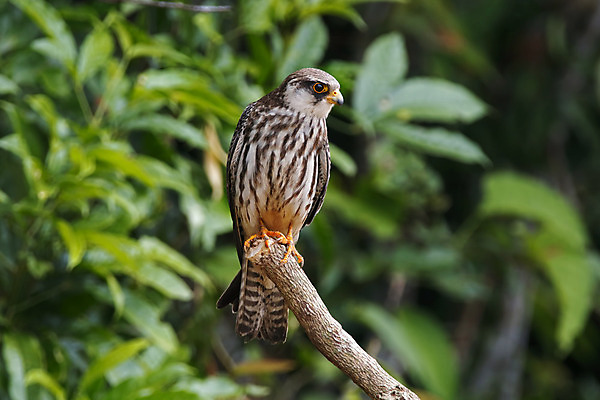 포토 JPG 해외이미지 나무 동물 여자 남자 아시아 얼굴 야생동물 백그라운드 날개 자연 조류 사람없음 야외 목재 가로 초록색 컬러풀 머리 환경 나뭇가지 막대기 닫기 숲 깃털 꼬리 부리 서식지 생태학 이국적 해외202004 해외포토 식물 교육 나라 컬러 재료 모션 사람 신체부위 생태계 파일형식 이미지허브