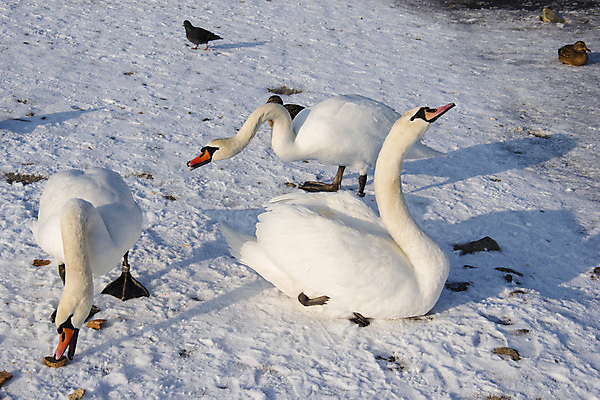 포토 JPG 해외이미지 주간 겨울 여러마리 조류 사람없음 야외 눈 백조 해외202004 해외포토 자연요소 동물 계절 다수 날씨 파일형식 이미지허브
