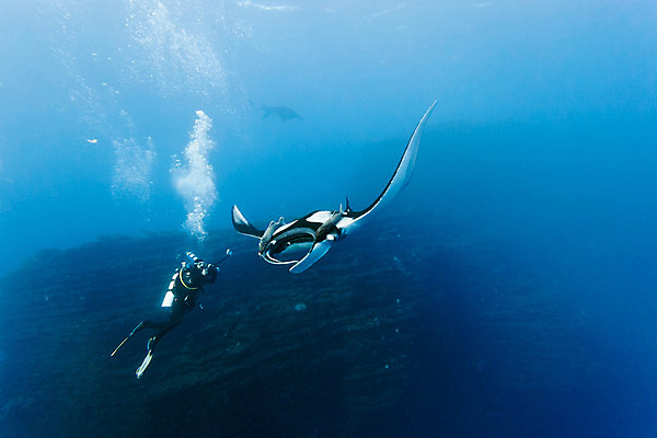 포토 JPG 해외이미지 동물 야생동물 바다 자연 멕시코 어류 사람없음 물 파란색 수중 광선 잠수부 사진사 다이빙 동물상 해외202004 해외포토 자연요소 컬러 북아메리카 조형물 수영 수중동물 전문직 작가 생태계 수중스포츠 파일형식 이미지허브