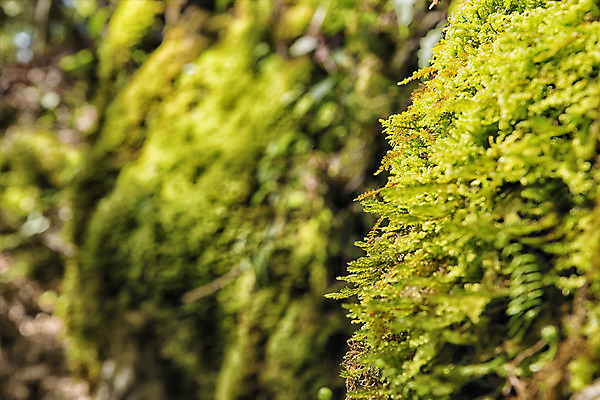 포토 JPG 해외이미지 나무 식물 디자인 유럽 여행 백그라운드 잎 자연 추상 휴가 휴식 산 독일 이끼 풍경 사람없음 야외 목재 초록색 물 여름 환경 봄 성장 신선 황무지 닫기 숲 묘사 질감 알프스 내추럴 바이에른 해외202004 해외포토 자연요소 계절 나라 컬러 컨셉 무늬 재료 모션 생태계 파일형식 이미지허브