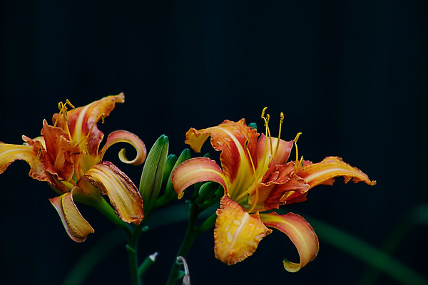 포토 JPG 해외이미지 식물 계절 꽃잎 꽃 꽃다발 백그라운드 잎 꽃무늬 오렌지 자연 하늘 사랑 사람없음 초록색 여름 컬러풀 노란색 정원 화목 봄 벚꽃 흰색 개화 우아함 백합 에코 내추럴 꽃수술 돌봄 세련 해외202004 해외포토 감정 컬러 컨셉 무늬 과일 모션 환경 생태계 파일형식 이미지허브