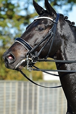 포토 JPG 해외이미지 동물 사람없음 빛 농장 머리 검은색 승마 쇼 갈기 굴레 기르기 해외202004 해외포토 스포츠 컬러 농업 신체부위 돌봄 파일형식 이미지허브