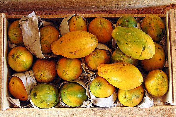 포토 JPG 해외이미지 음식 백그라운드 과일 재료 사람없음 신선 황금 유기농 날것 숙성 이국적 파파야 해외202004 해외포토 웰빙 열대과일 파일형식 이미지허브