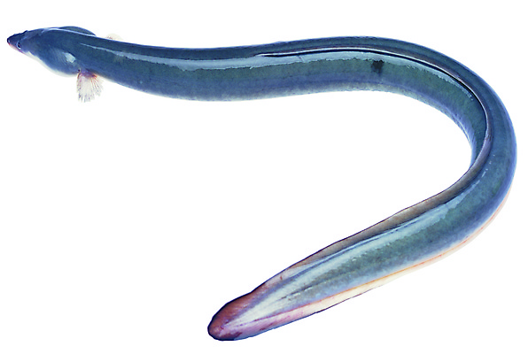 포토 JPG 해외이미지 동물 실루엣 호수 야생동물 음식 바다 자연 낚시 어류 사람없음 물 반려동물 강 수중 수영 초밥 신선 장어 해산물 오브젝트 탱크 암초 수족관 동물상 민물 소금물 이국적 지그재그 테마 해외202004 해외포토 자연요소 레저 촬영기법 조형물 수중동물 수상스포츠 생태계 일본음식 파일형식 이미지허브