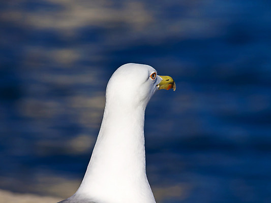 포토 JPG 해외이미지 응시 야생동물 바다 갈매기 조류 사람없음 머리 닫기 깃털 호기심 부리 해외202004 해외포토 동물 시선 감정 컨셉 모션 신체부위 파일형식 이미지허브