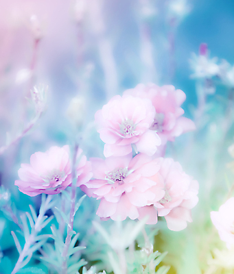 포토 JPG 해외이미지 식물 꽃 분홍색 백그라운드 꽃무늬 자연 아침 추상 사람없음 여름 컬러풀 벚꽃 신선 개화 닫기 다발 만족 식물원 부드러움 파스텔톤 스타일 해외202004 해외포토 주간 계절 감정 컬러 무늬 모션 감각 생태계 파일형식 이미지허브