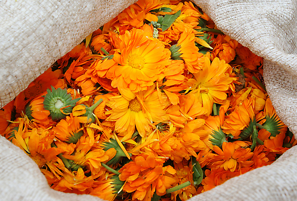 포토 JPG 해외이미지 식물 꽃잎 꽃 줄기 잎 밭 가방 오렌지 자연 사람없음 빨간색 초록색 여름 노란색 봄 벚꽃 흰색 시골 침대 개화 허브 원예 데이지 자루 금잔화 멀티 집게발 해외202004 해외포토 잡화 계절 컬러 가구 농업 과일 취미 생태계 파일형식 이미지허브