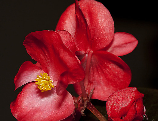 포토 JPG 해외이미지 식물 꽃 백그라운드 농업 오렌지 자연 사람없음 야외 장식 빨간색 컬러풀 귀여움 정원 검은색 닫기 해외202004 해외포토 산업 컬러 컨셉 과일 모션 생태계 파일형식 이미지허브