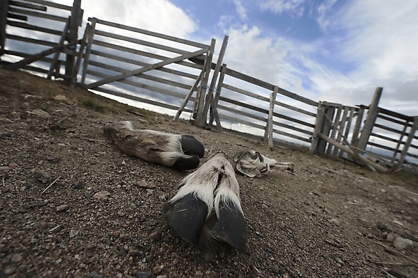 포토 JPG 해외이미지 동물 발 사람없음 죽음 순록 해외202004 해외포토 신체부위 파일형식 이미지허브