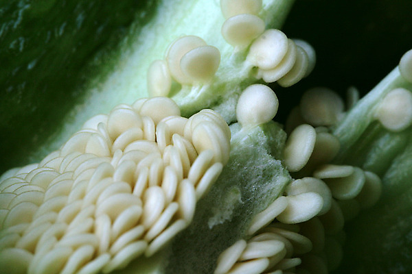 포토 JPG 해외이미지 음식 백그라운드 다이어트 채소 과일 재료 자연 고추 파프리카 건강 요리 사람없음 빨간색 초록색 빛 컬러풀 농장 노란색 샐러드 종 흰색 신선 뜨거움 닫기 달콤 맛 먹기 향신료 오브젝트 싱글 유기농 매움 날것 후추 내추럴 고립 숙성 채식주의자 해외202004 해외포토 웰빙 컬러 컨셉 농업 모션 생태계 채식 향미료 파일형식 이미지허브