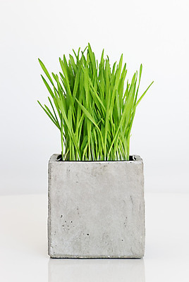 포토 JPG 해외이미지 식물 디자인 음식 자연 건강 사람없음 세로 초록색 봄 활발 회색 성장 신선 칼날 냄비 밀 허브 흰배경 원예 정사각형 시멘트 강렬 고립 심기 콘크리트 해외202004 해외포토 도형 계절 컬러 백그라운드 컨셉 모션 곡류 취미 흰색 솥 생태계 파일형식 이미지허브