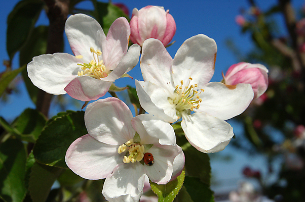 포토 JPG 해외이미지 나무 계절 꽃잎 꽃 분홍색 곤충 잎 꽃무늬 농업 날개 과일 자연 하늘 항해 그림자 사람없음 야외 초록색 파란색 햇빛 태양 농장 정원 봄 성장 벚꽃 흰색 나뭇가지 신선 사과 수분 과수원 5월 벌 장면 꽃수술 해외202004 해외포토 자연요소 식물 동물 산업 컬러 무늬 배_교통 날짜 생태계 파일형식 이미지허브