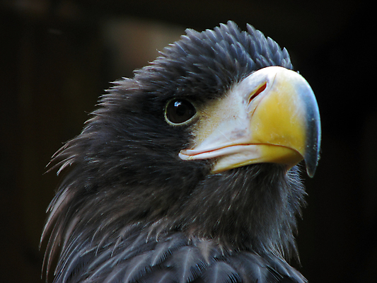 포토 JPG 해외이미지 동물 1 응시 얼굴 야생동물 자연 조류 동물원 사람없음 야외 노란색 머리 미국 자유 닫기 심볼 깃털 사냥 부리 독수리 육식동물 사냥꾼 애국심 해외202004 해외포토 직업 시선 컬러 컨셉 북아메리카 모션 신체부위 생태계 파일형식 이미지허브