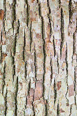 포토 JPG 해외이미지 나무 식물 디자인 백그라운드 패턴 자연 표면 추상 건조 사람없음 목재 세로 여름 갈색 환경 줄무늬 거친 균열 숲 낟알 피부 묘사 질감 통나무 나무껍질 잡동사니 내추럴 그런지 동물상 수목 옛날 해외202004 해외포토 계절 컬러 무늬 재료 모션 신체부위 조형물 껍질 생태계 파일형식 이미지허브